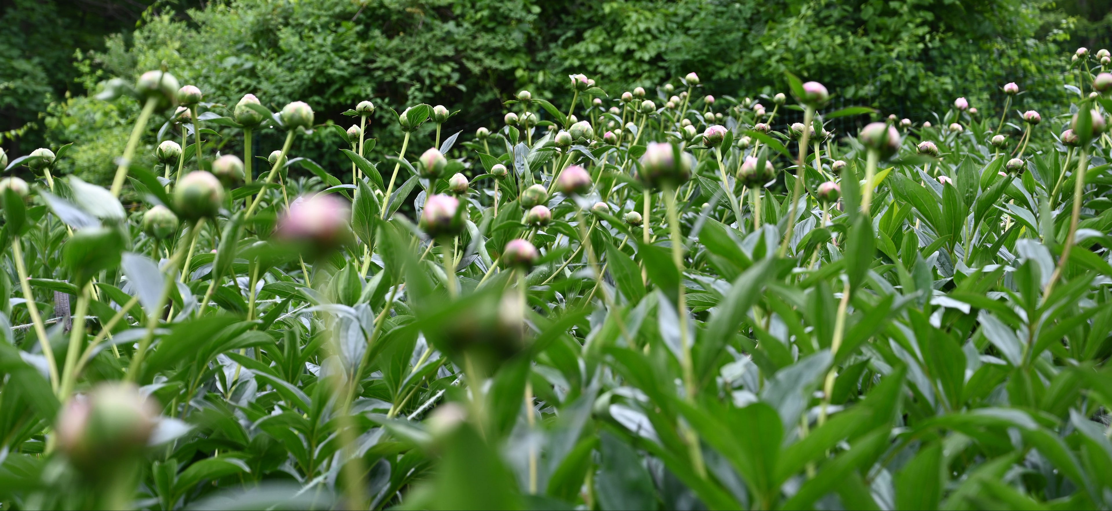 Field of green plants with a forest in the background