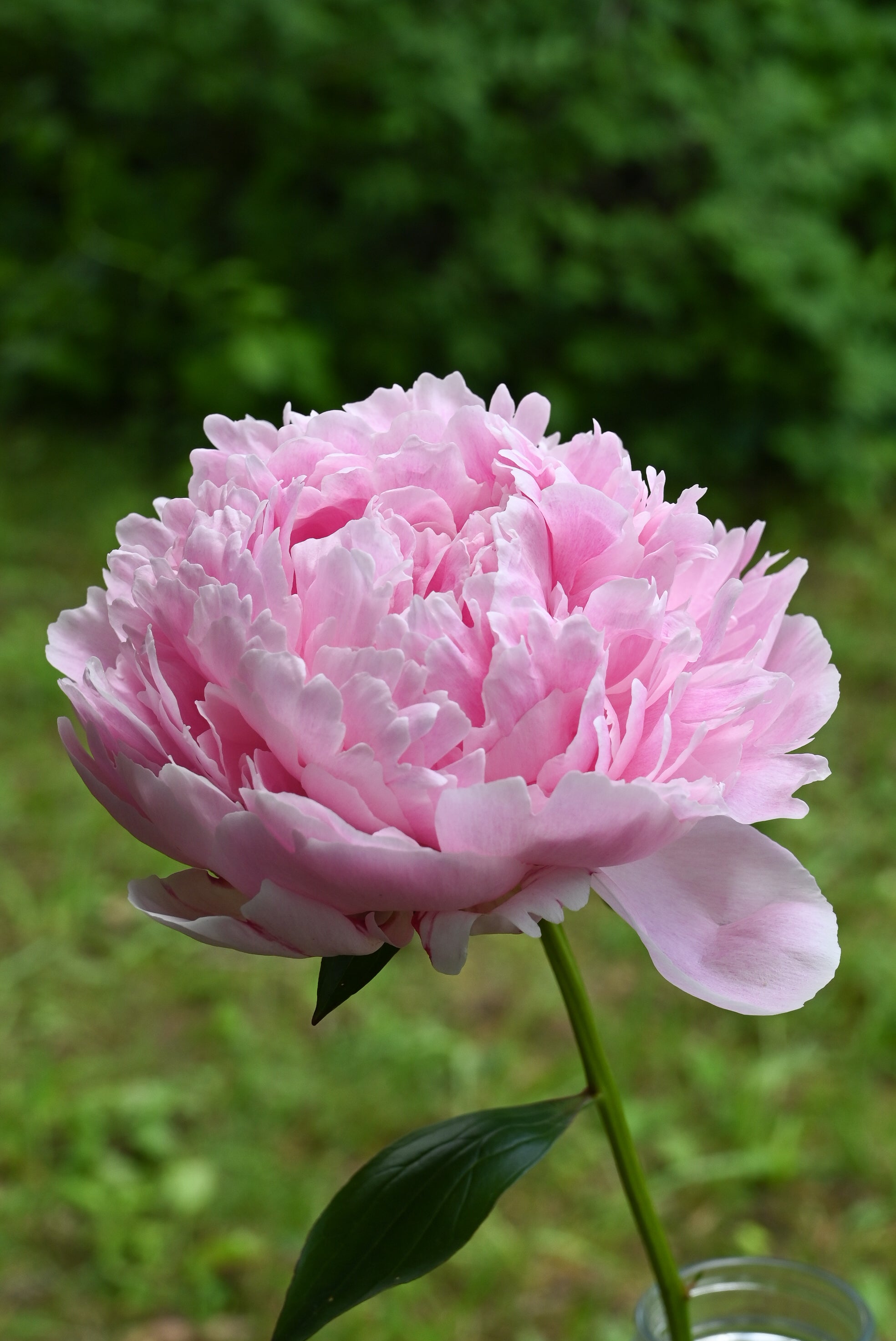 Pink peony flower with a blurred green background