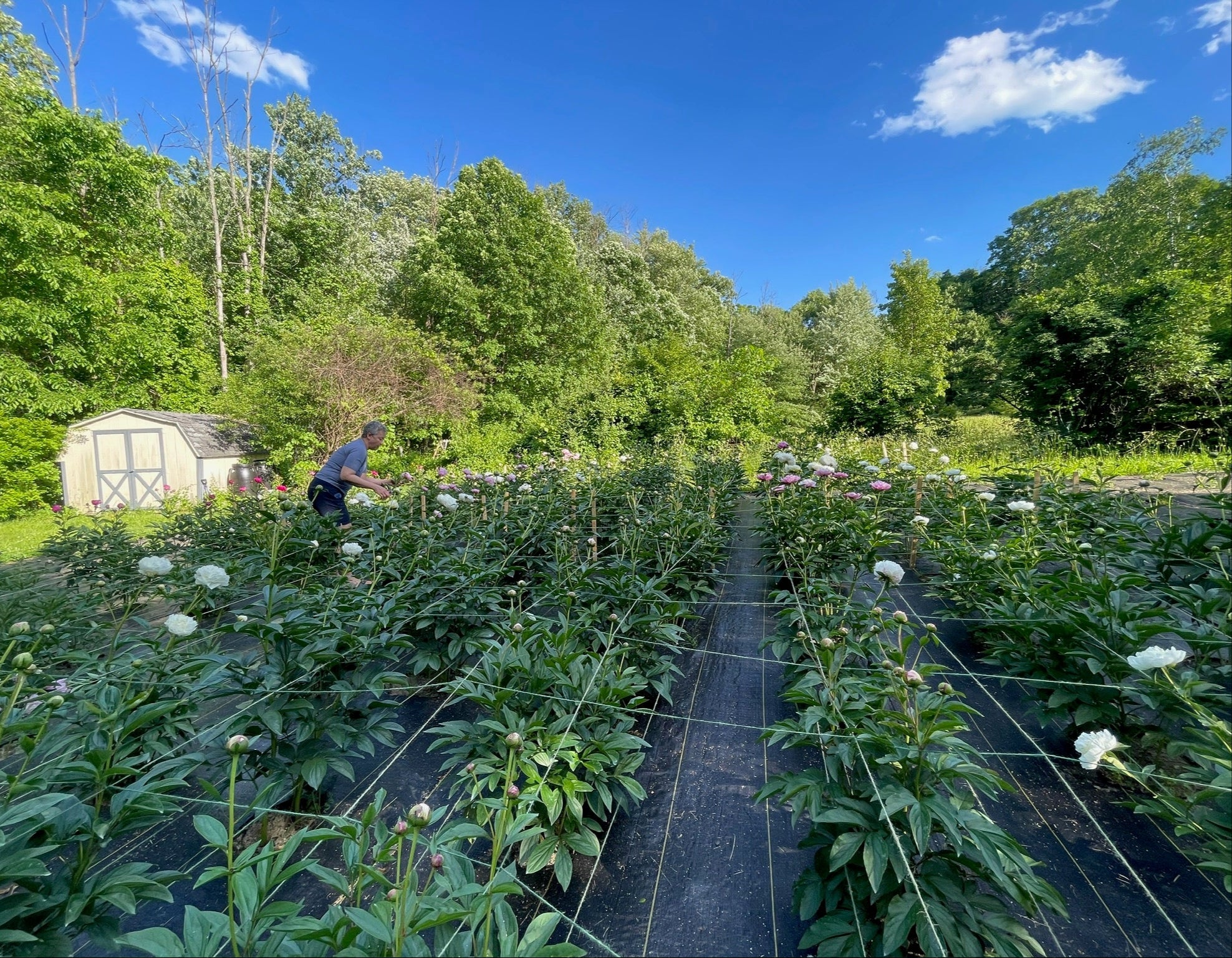 Person working in a field of plants with trees and blue sky in the background