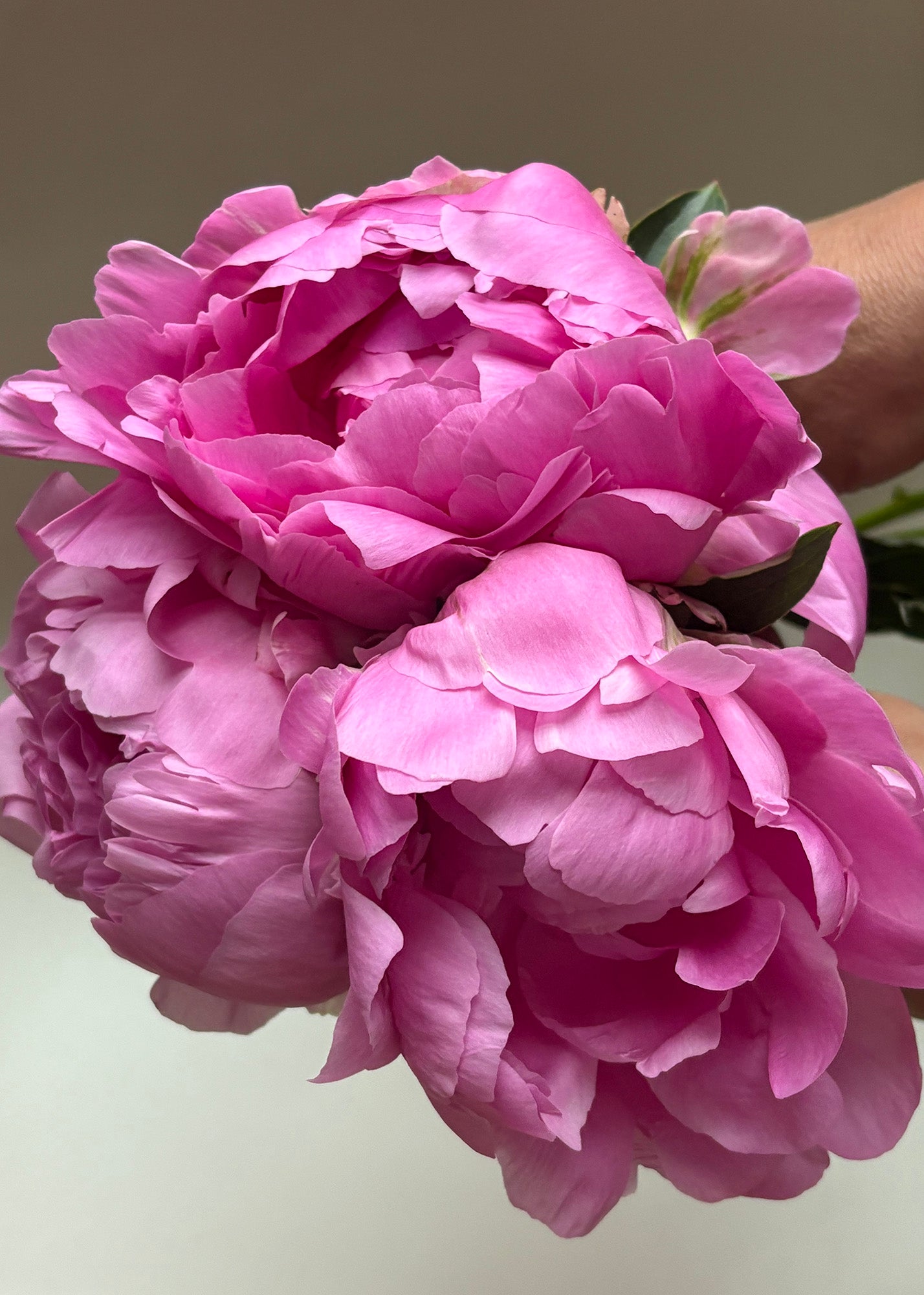 fresh pink peonies.