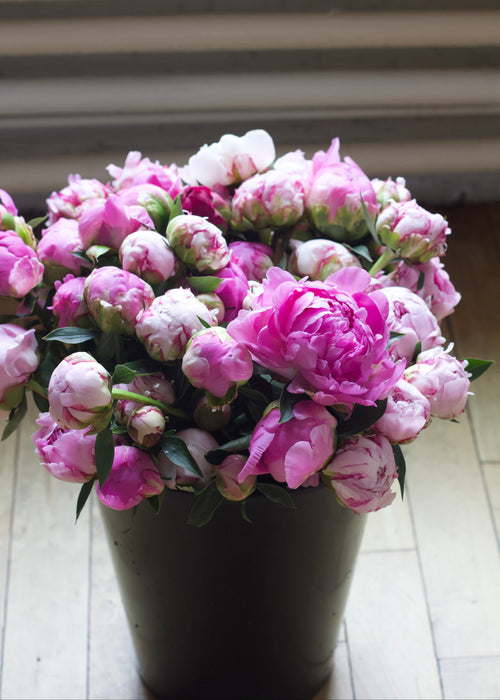 Pink flowers in a pot on a wooden floor